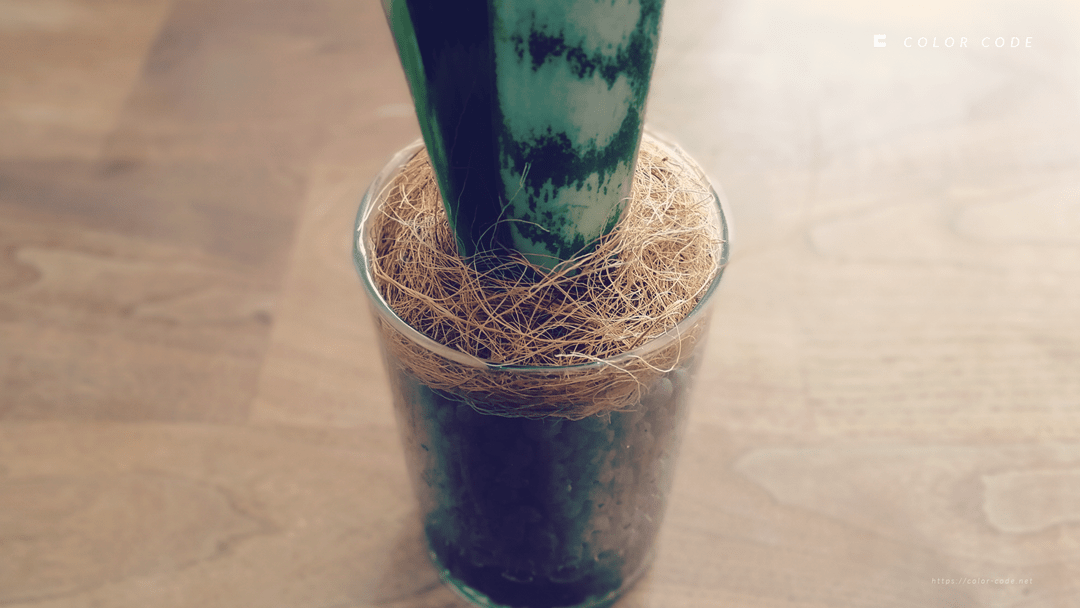 土を使わないで育ててみよう 観葉植物 ハイドロカルチャー サンスベリア ローレンチ Color Code
