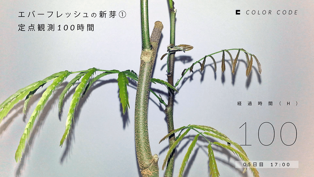 タイムラプス100時間後